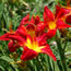 Hemerocallis All American Chief
